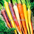 Hạt giống củ cải 7 màu Bịch 10 hạt Mã số 1008
