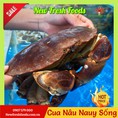 Cua Nâu Nauy Sống New Fresh Foods