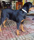 Hình ảnh: tphcm bán rottweiler đực 5 tháng nặng 35kg dòng đại 
