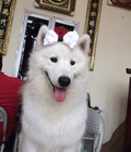 Hình ảnh: Nhận phối giống chó Samoyed thuần chủng (1tr300)