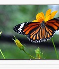 Hình ảnh: Phân phối tivi Led 3d LG 42LB650, 42 inch, Full HD, smart tivi chính hãng giá rẻ