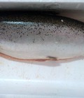Hình ảnh: Cá hồi tươi, cá hồi nguyên con, cá hồi đông lạnh nhập khẩu từ Na Uy