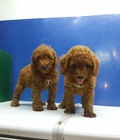 Hình ảnh: tphcm bán cặp chó poodle đực 2,5 tháng trích ngừa đủ