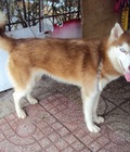 Hình ảnh: tphcm bán hai em husky cái 8 tháng trắng nâu và đem trắng