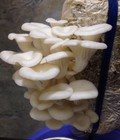 Hình ảnh: Bán bịch phôi Nấm các loại trồng được tại nhà Meo nấm Nấm thành phầm