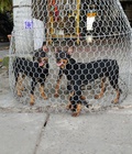Hình ảnh: tphcm bán bầy chó pinscher (fox hươu) hơn 3 tháng 