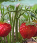 Hình ảnh: Bán cây dâu tây và cà chua bi để mẹ trồng cho bé ăn tại nhà ,quả ngọt,thơm ,dễ trồng