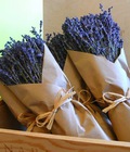 Hình ảnh: Topic: Hoa Lavender Oải Hương