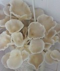 Hình ảnh: Giảm giá bịch Nấm tự trồng tại nhà