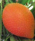 Hình ảnh: Dầu gấc nguyên chất