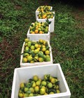Hình ảnh: Cam Cao Phong Hòa Bình chính hiệu đây