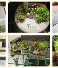 Hình ảnh: Terrarium - tiểu cảnh trong đồ thủy tình