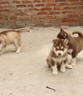 Hình ảnh: Siberian Husky - Tùng Lộc Pet