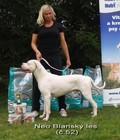 Hình ảnh: bán chó dogo argentino nhập châu âu đực 50 tr