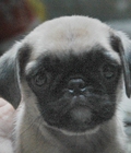 Hình ảnh: Chó Pug mini
