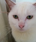 Hình ảnh: mèo đực lai  trưởng thành lông trắng tinh