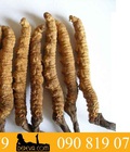 Hình ảnh: Giảm giá Đông trùng hạ thảo Nutricep Chỉ còn 1tr5 Tác dụng gấp 3 lần
