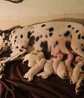 Hình ảnh: Chó Đốm - Dalmatian - Tùng Lộc Pet