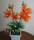 Hình ảnh: [Hoa voan] - Lan hoàng hậu (HS238)