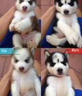Hình ảnh: Dòng husky được nhập và sinh đẻ tại VN ( 7tr5- 6tr)