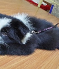 Hình ảnh: Chó collie sn tháng 3/ 2014