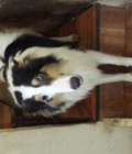 Hình ảnh: rough collie sn tháng 10/2013