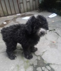 Hình ảnh: poodle 3 tháng tuổi