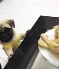 Hình ảnh: Bán Pug đực 3 tháng tuổi