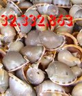 Hình ảnh: Bán ốc biển giá rẻ tận gốc các loại