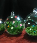 Hình ảnh: Hoa Snowy - lọ cầu treo cỡ nhỏ