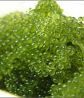 Hình ảnh: Cung cấp các loại rong biển rong nho tươi, salad rong sụn, rong nho khô...