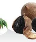 Hình ảnh: Tỏi đen điều hòa tiêu hóa