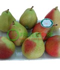 Hình ảnh: Lê Corella tại Fruitstore