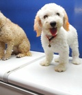 Hình ảnh: tphcm bán hai em chó toy poodle đực cái .