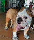 Hình ảnh: tphcm bán hai em bulldog cái đẻ một lứa một em đang mang bầu