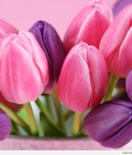 Hình ảnh: Bán buôn, Bán lẻ hoa Tulip các màu Tết nguyên đán 2015 giá rẻ