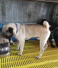 Hình ảnh: tphcm bán 3 em pug đực 12 tháng một mầu đen . hai mầu vàng