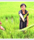 Hình ảnh: Cung cấp Gạo Lúa Nương dân tộc K HO Hương Gạo Việt sỉ và lẻ Thơm Ngon, Bổ Dưỡng