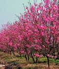 Hình ảnh: Cho thuê đào tết, đào nhật tân đẹp từ trang trại nổi tiếng Hồ Việt Hoa