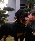 Hình ảnh: [Gấp] Chuyển nhà ,Cần bán chó Rottweiler
