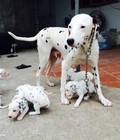 Hình ảnh: Chó Đốm (Dalmatian) - Tùng Lộc Pet