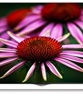 Hình ảnh: TV 4K LG 3d 49U850T, 49 inch, Smart TV, CMR 500 hz mới về hàng giá tốt nhất thị trường hiện nay