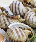 Hình ảnh: Mua Bán Ốc Giấm, Cung Cấp Ruột Ốc Giấm