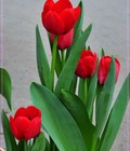 Hình ảnh: Bán buôn, bán Lẻ hoa Tulip Tết 2015