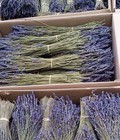 Hình ảnh: Bán hoa LAVENDER nhập khẩu từ Pháp