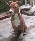 Hình ảnh: Bán chó pitbull