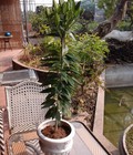 Hình ảnh: Hoa Lily Tết 2015
