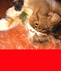 Hình ảnh: Bán chú mèo cái Ba Tư rất đẹp