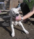 Hình ảnh: Bán chó Phú Quốc thuần chủng, màu trắng