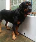 Hình ảnh: tphcm bán chó rottweiler đực con răm bô 15 tháng 